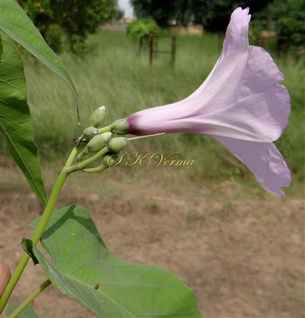  Inflorescence and flower (Lateral view)